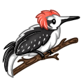 Woodpecker Companion
