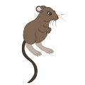 Jump-a-roo Rat Companion