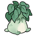 Shy Ivy Companion